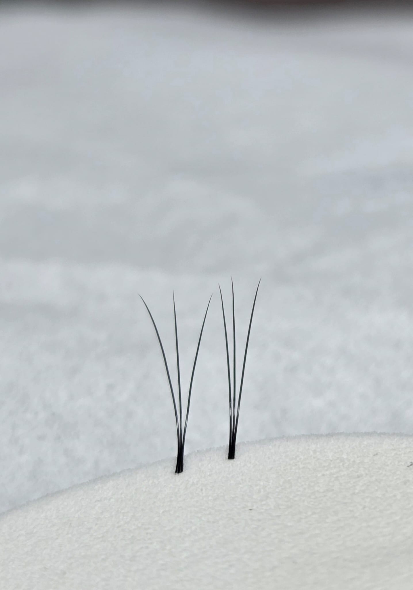 Claudia-Art-Wimpernverlängerung-Pic10 claudia_art_brows_lashes_3d_breit_schmal